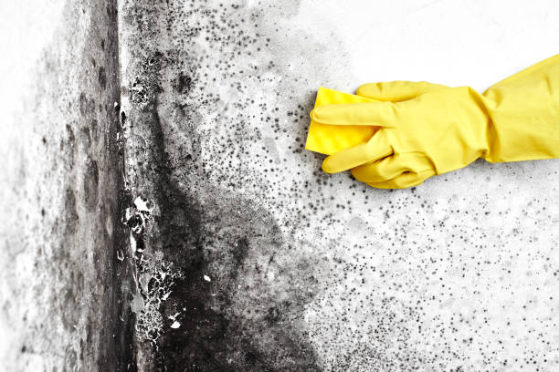 Best Commercial Mold Inspection  in Burr Ridge, IL